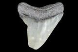 Juvenile Megalodon Tooth - Georgia #101370-1